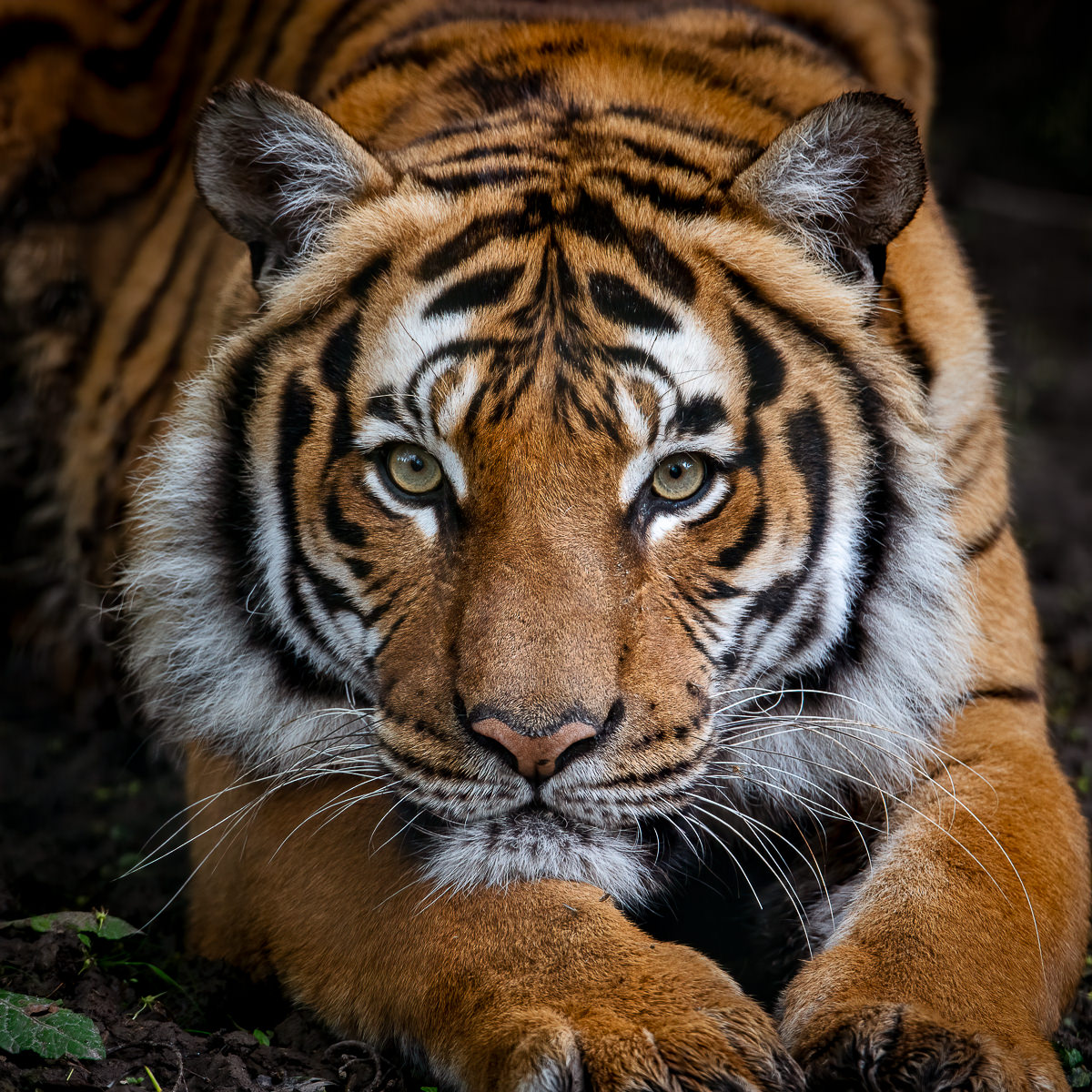 Malayan tiger