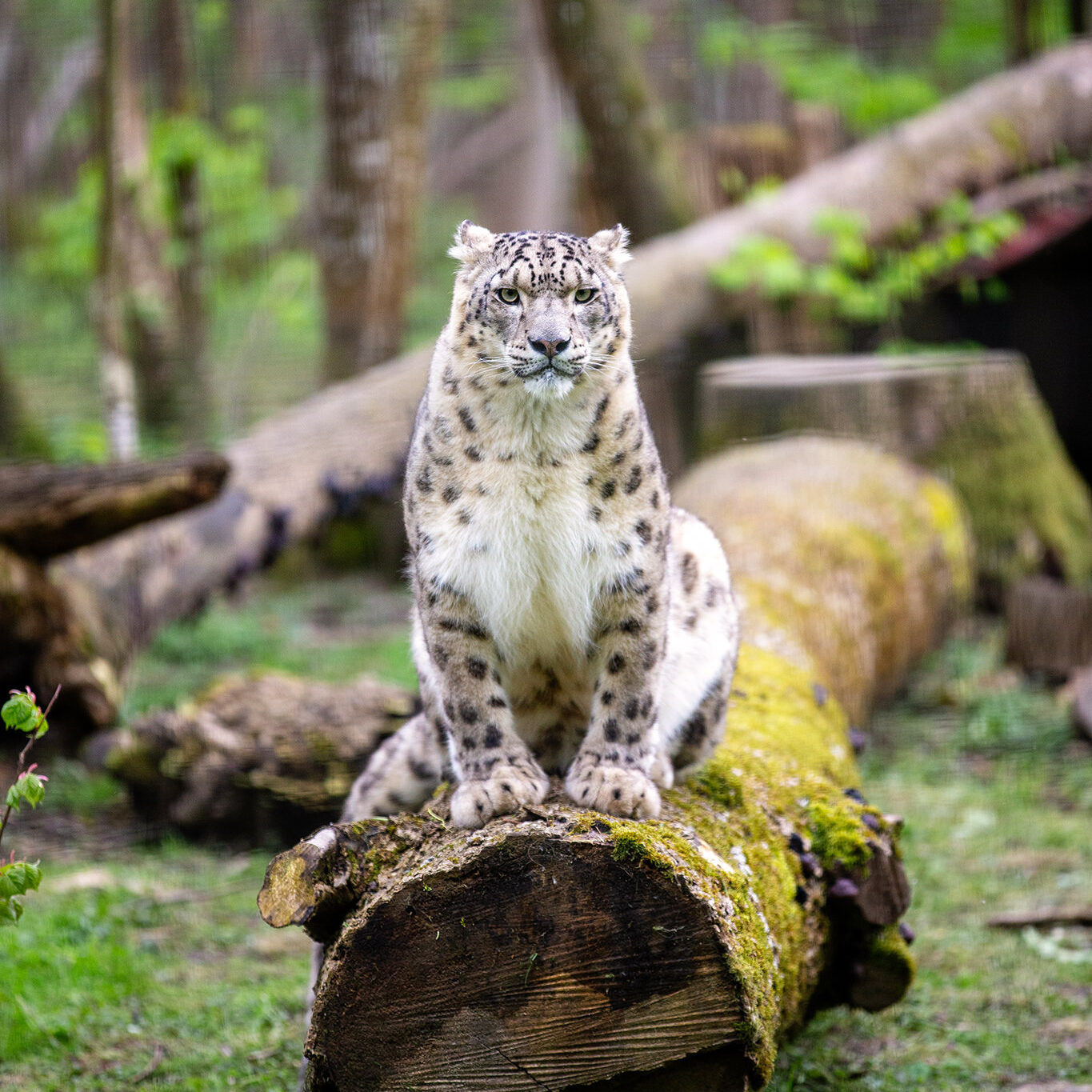 Snow leopard