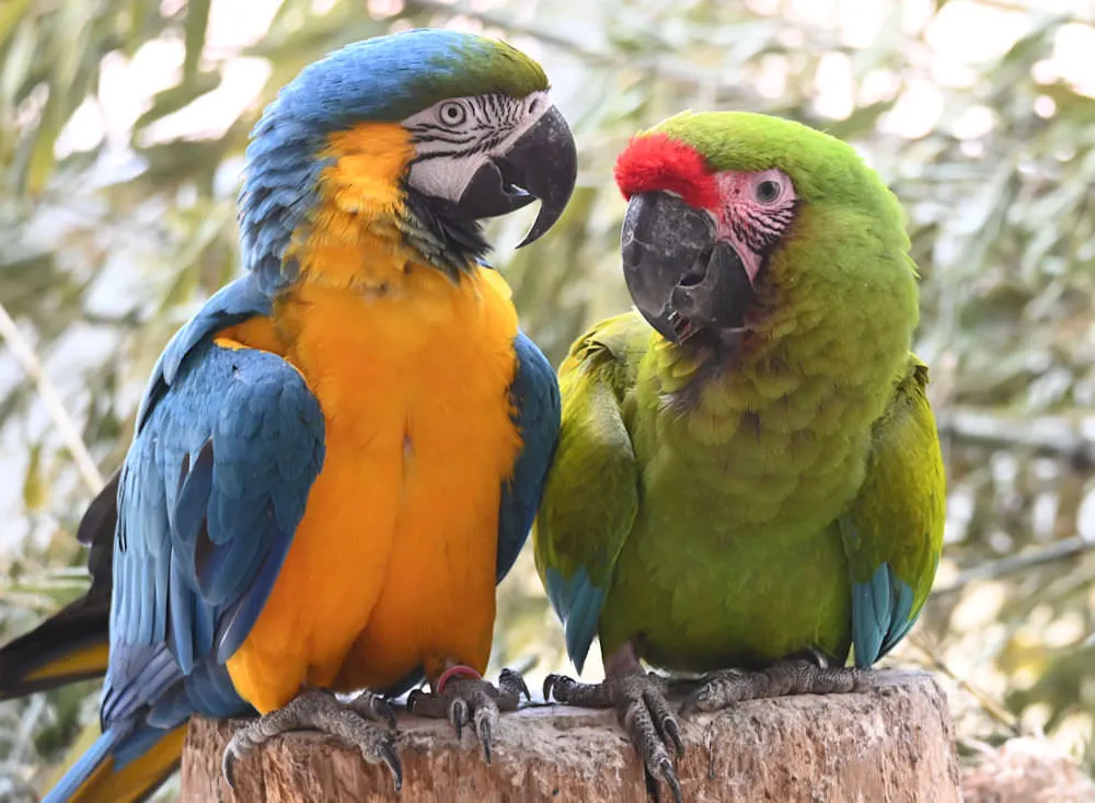 Safari Perroquets à Terre de Singes, au parc zoologique de Lumigny : Découvrez les aras aux couleurs éclatantes