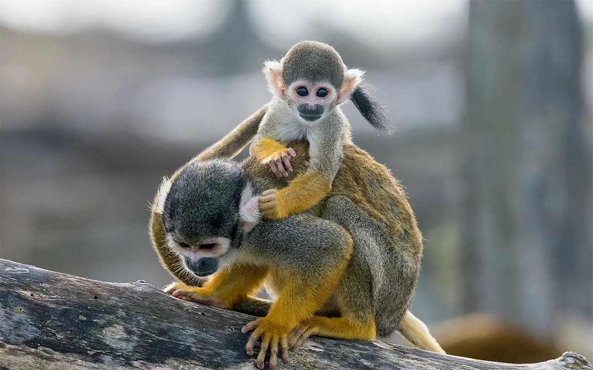 Safari Saïmiris à Terre de Singes : Une expérience unique avec les singes écureuils