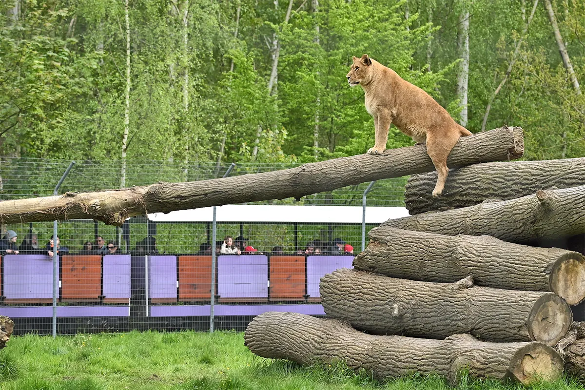 Safari Train au Lumigny Safari Réserve : Un voyage immersif au plus près des animaux