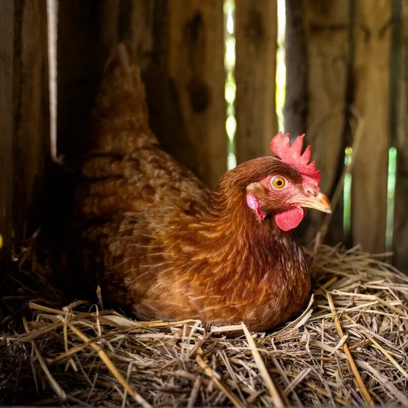 Poule