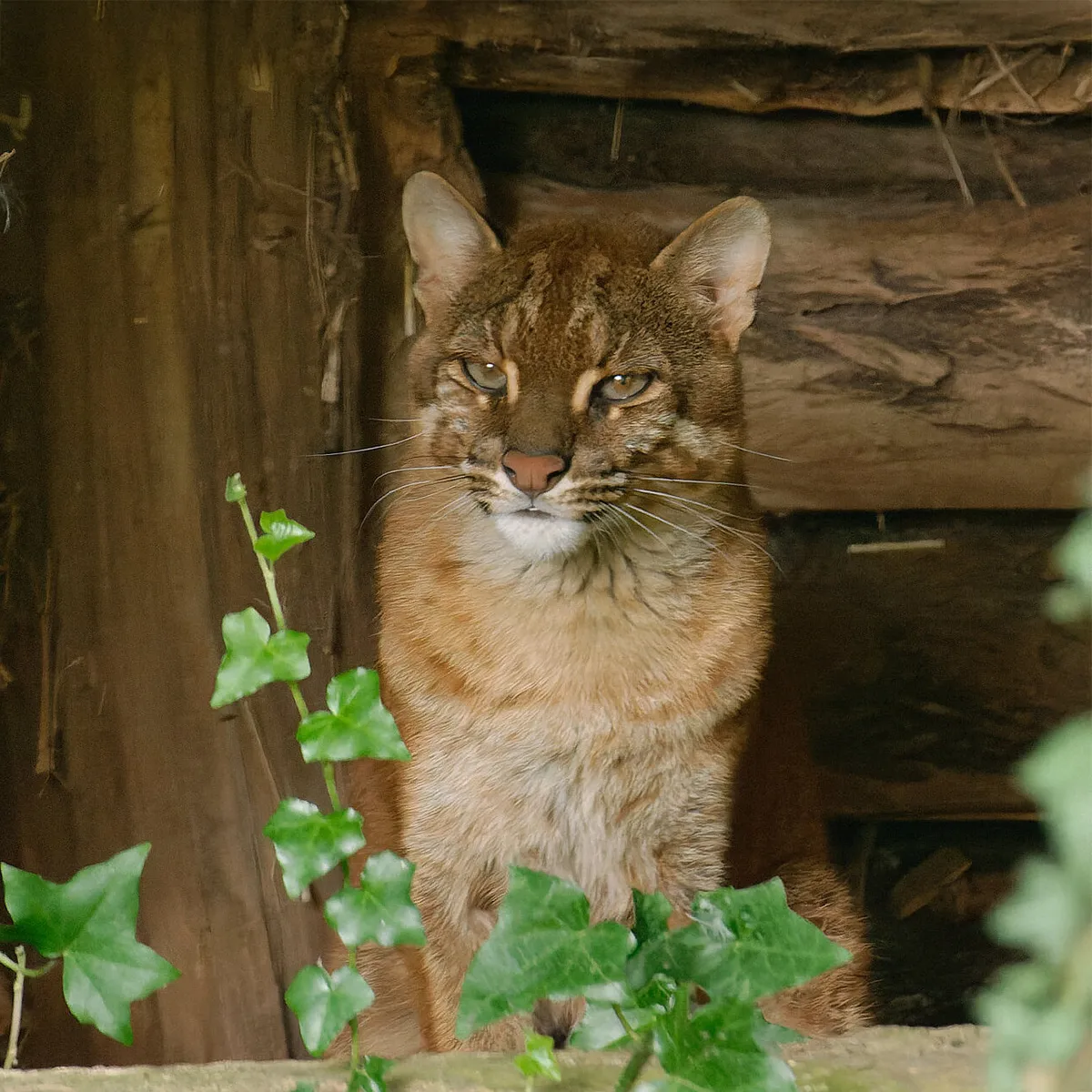 Chat doré d’Asie roux