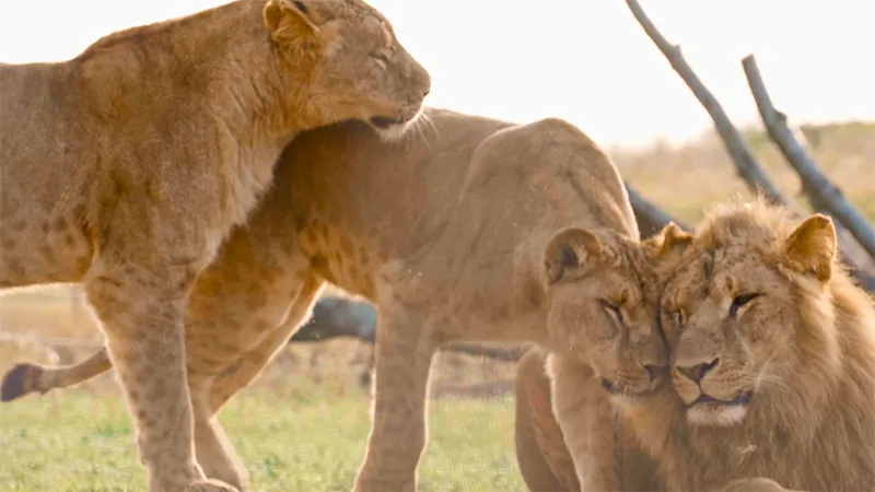 Famille de lions au repos à la Safari Réserve de Lumigny, située en Seine-et-Marne (77), à proximité de Provins en Île-de-France – photo illustrant la page contact.