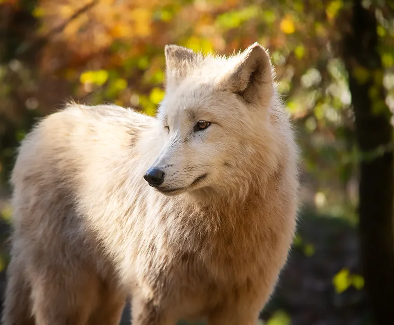 Loups arctiques