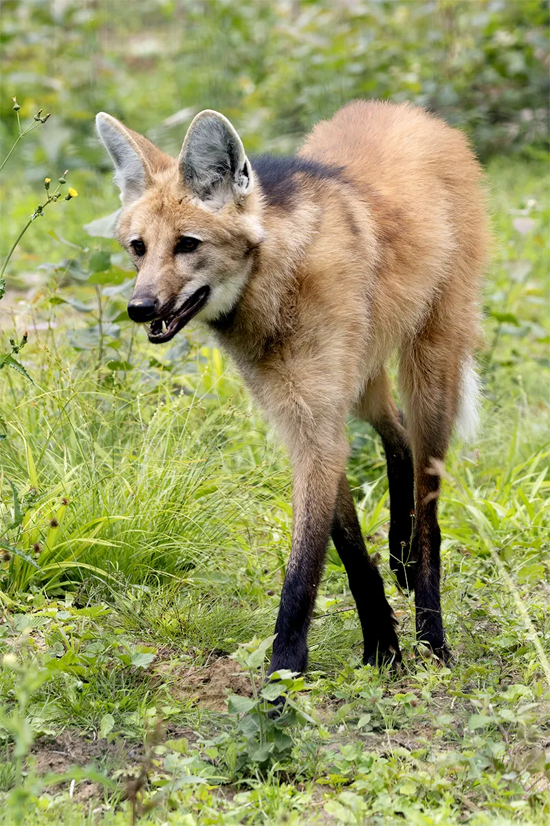 Loups à crinières