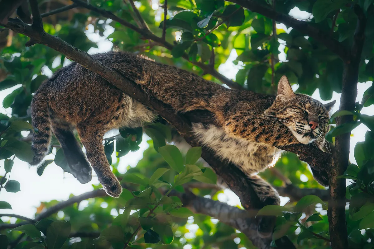 Un chat sauvage se repose sur une branche, au milieu des feuilles et de la végétation.