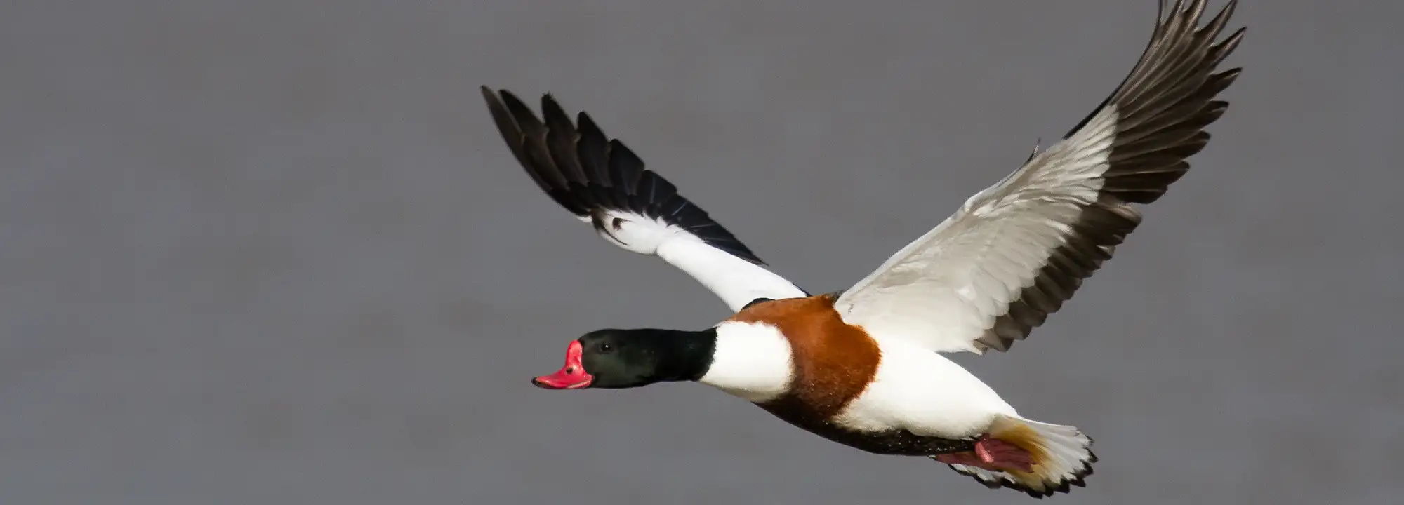 Common Shelduck