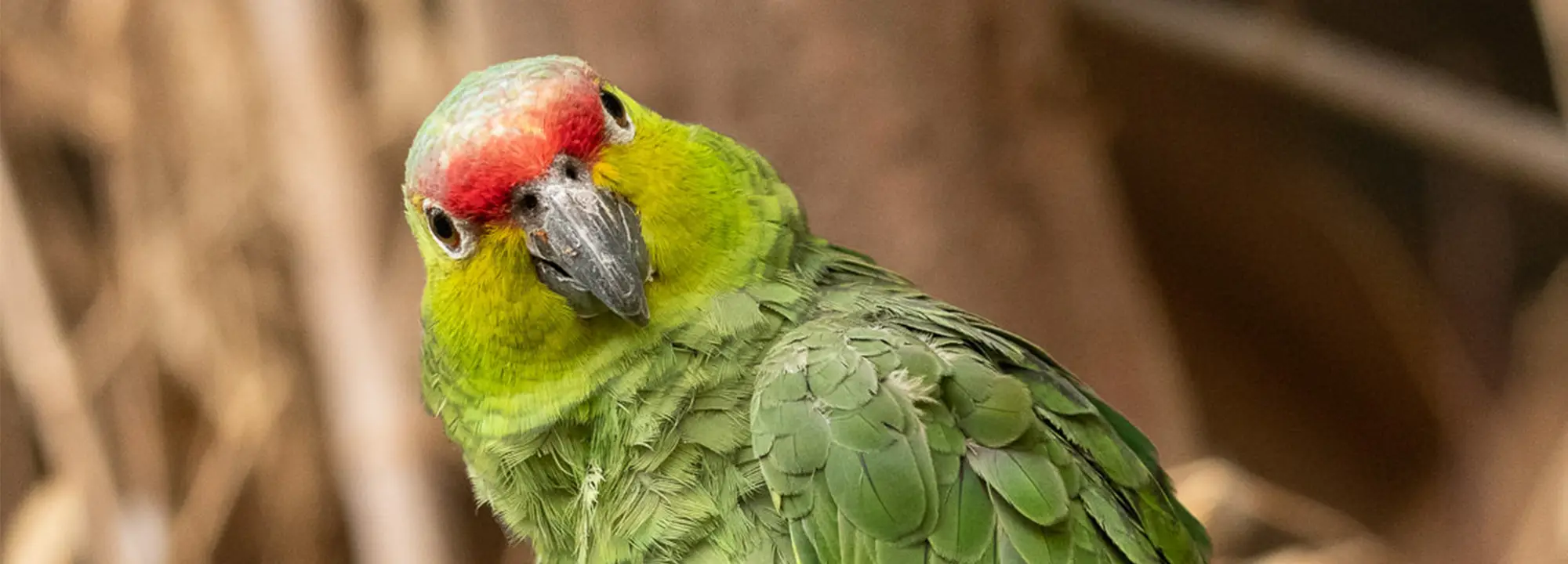 Ecuadorian Amazon
