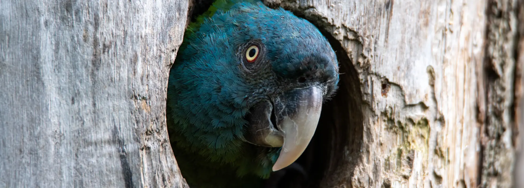 Coulon's Macaw