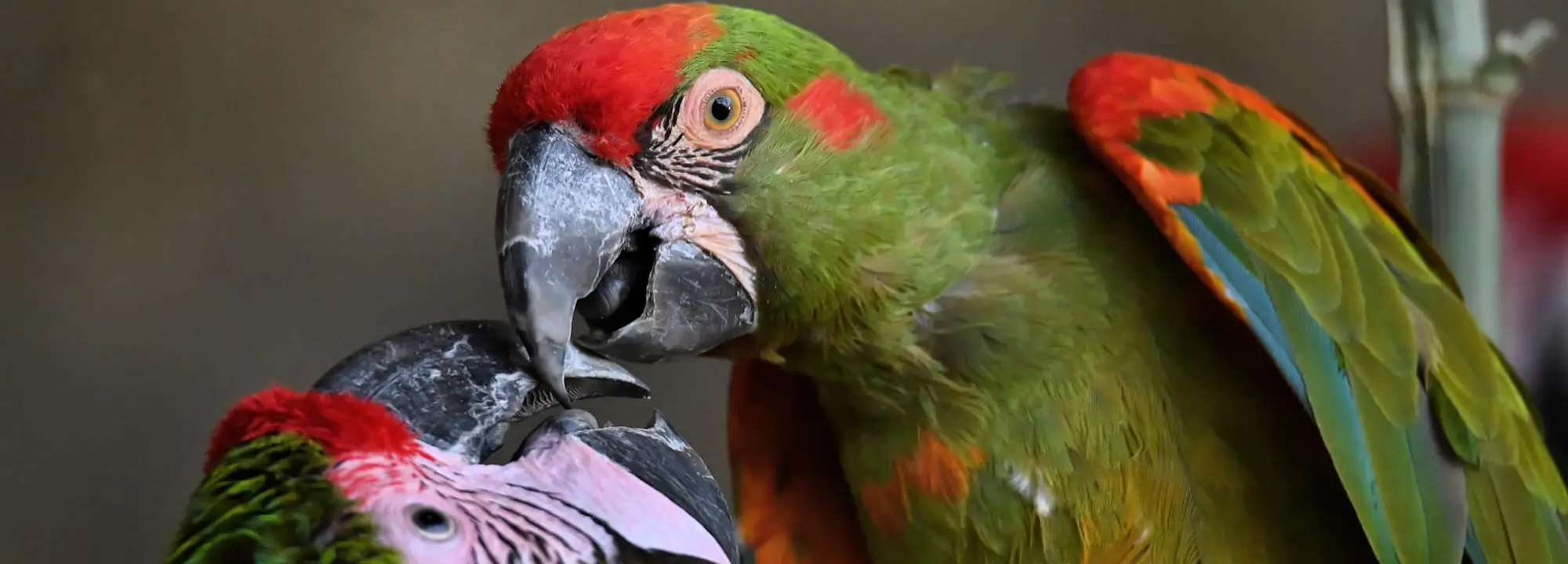 Lafresnaye's Macaw
