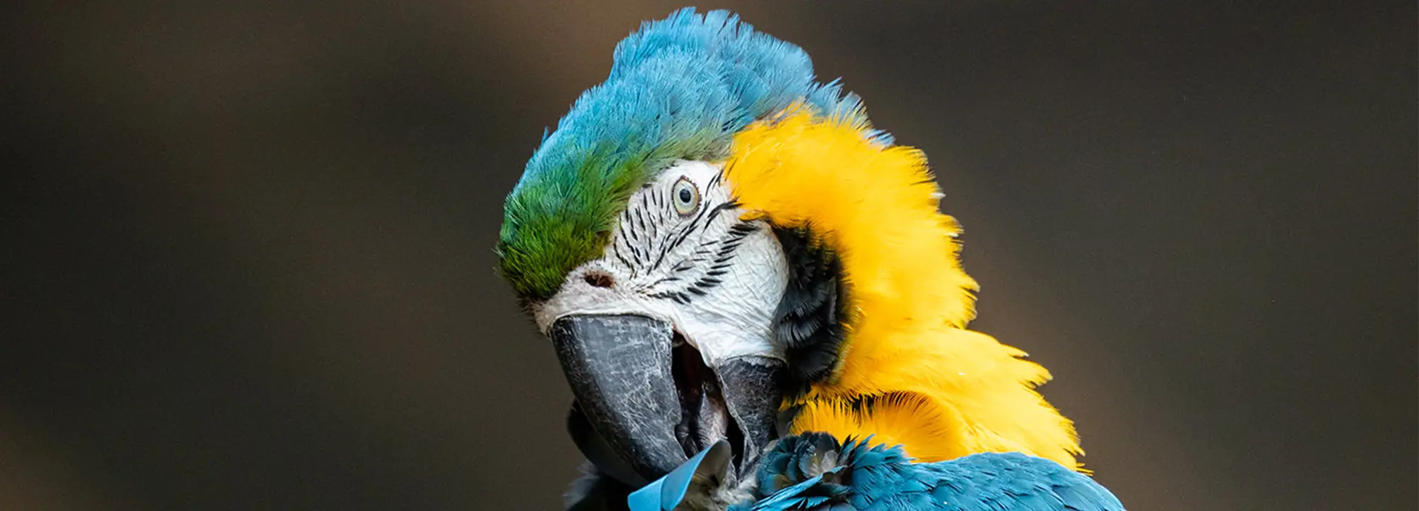 Blue Macaw