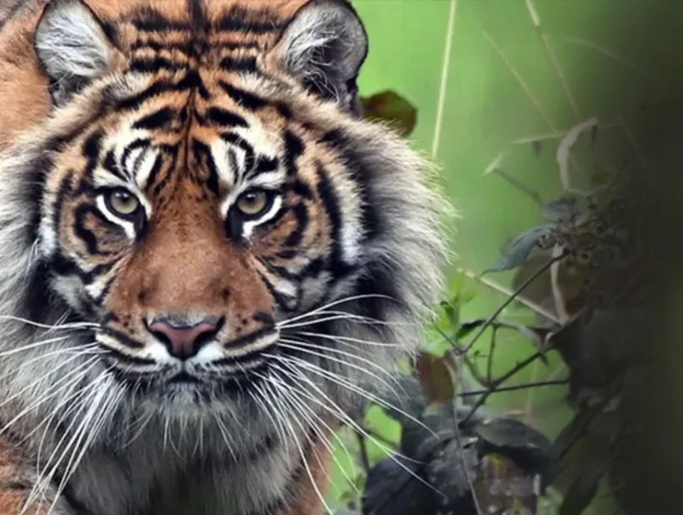 Close-up portrait of a tiger