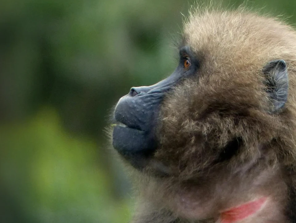 Portrait of a monkey observing its surroundings
