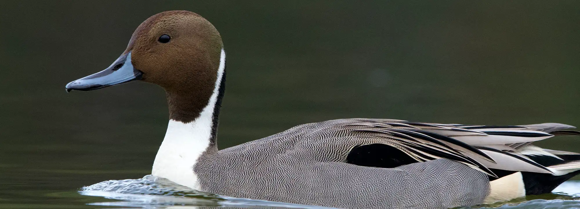 Northern Pintail