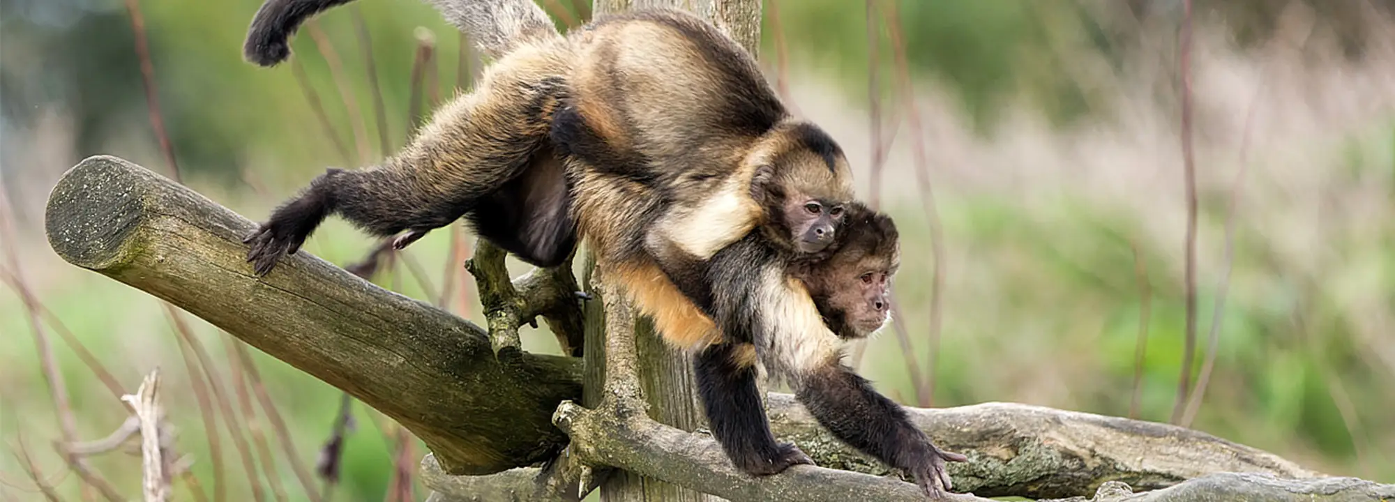 Yellow-breasted Capuchin