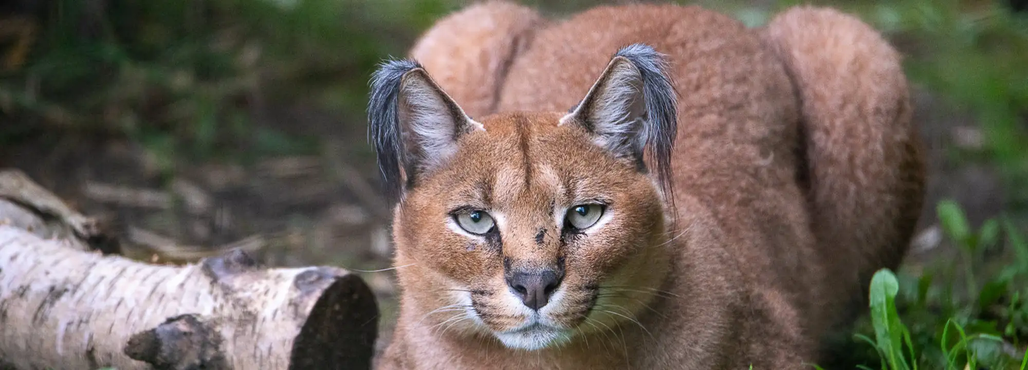 Caracal