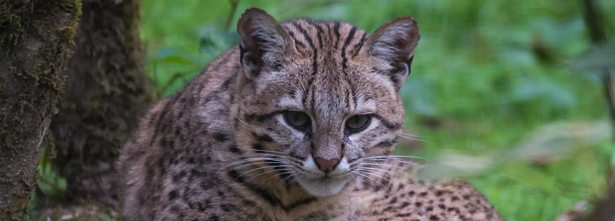 Chat de Geoffroy