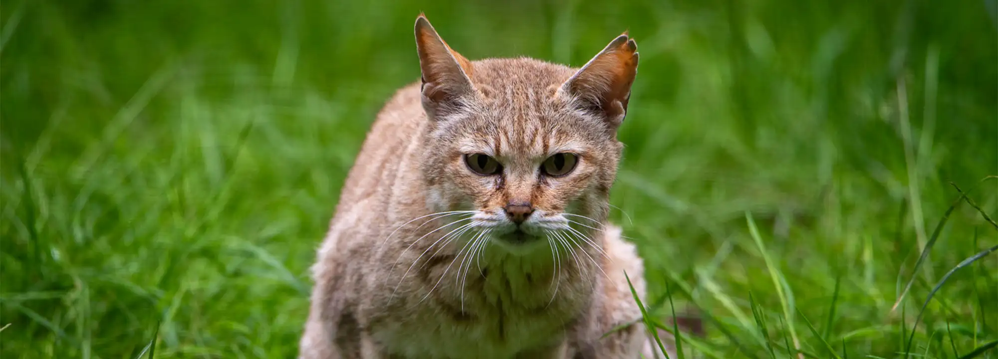 Gordon's Wild Cat