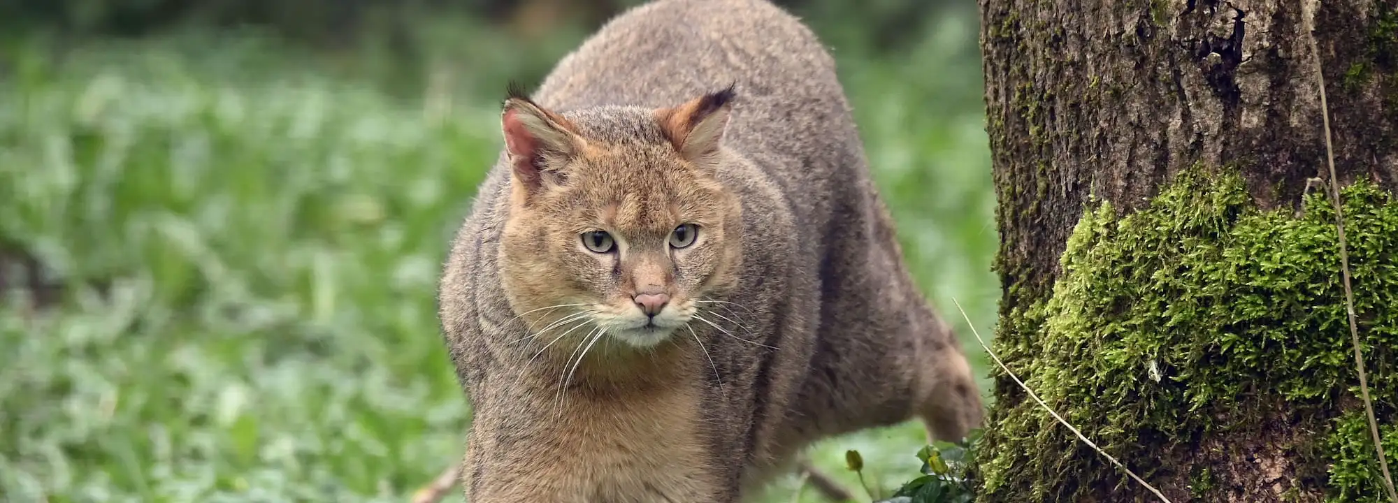 Marsh Cat