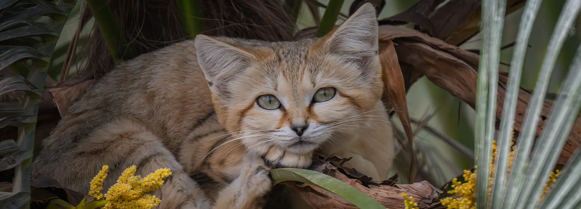 Chat des sables