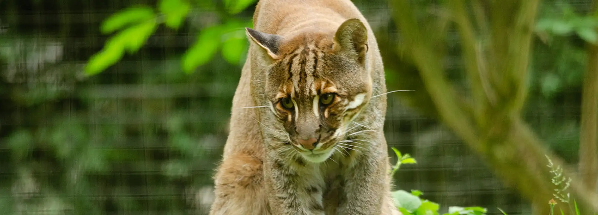 Chat doré d’Asie roux