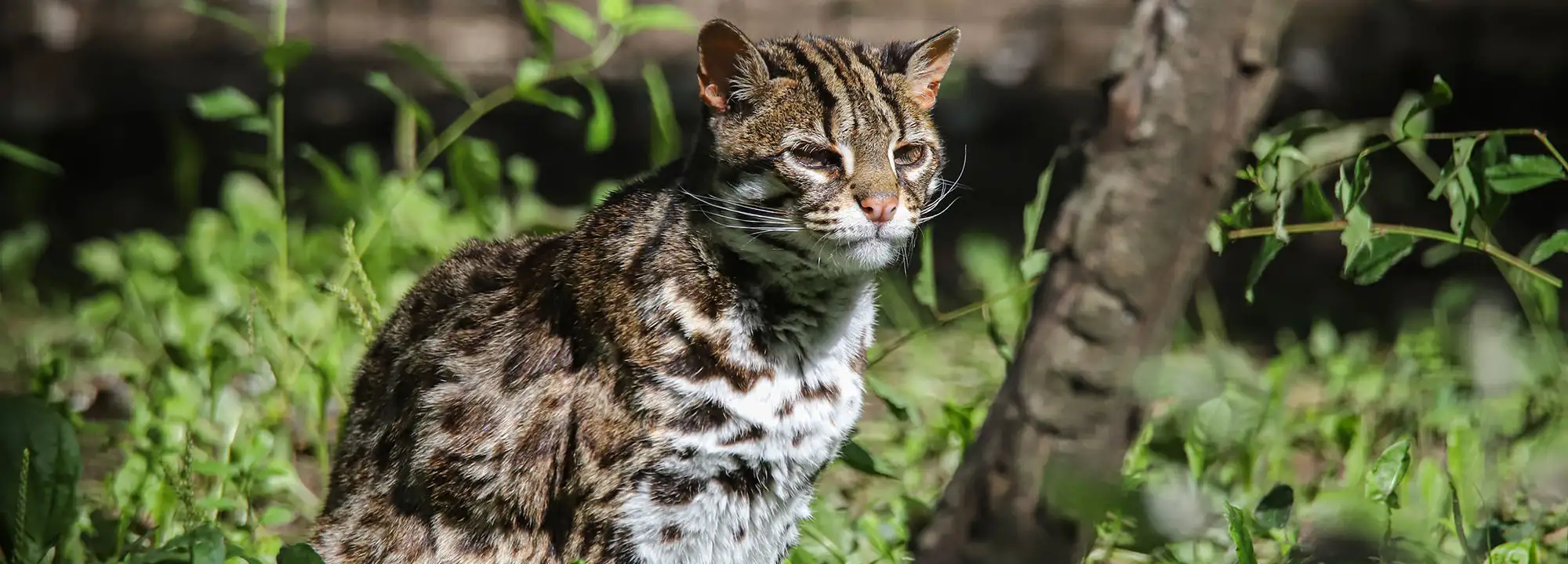 Chat léopard du Bengale