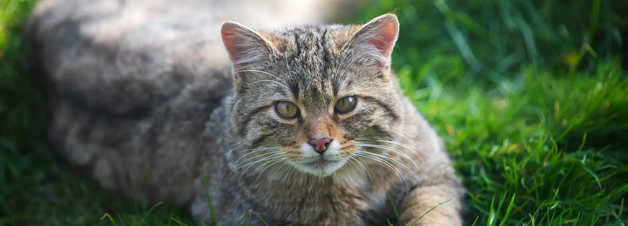 Wildcat