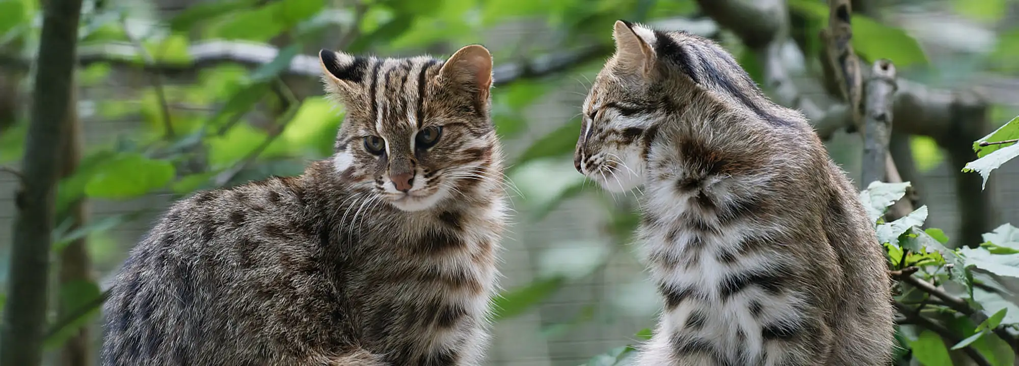 Chat léopard de Sibérie