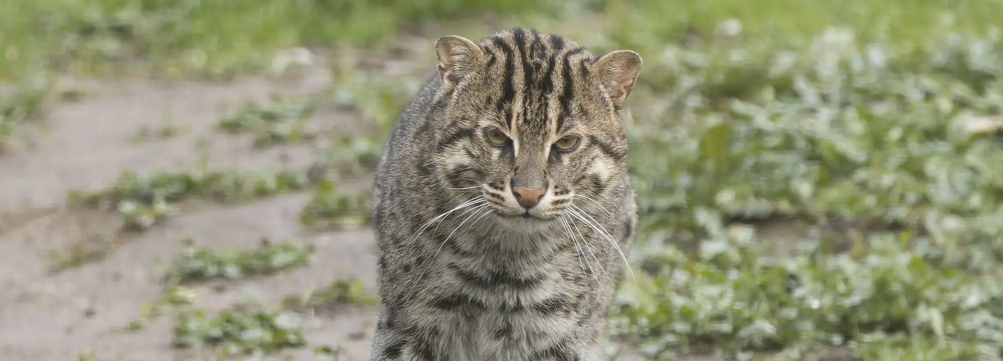 Chat pêcheur