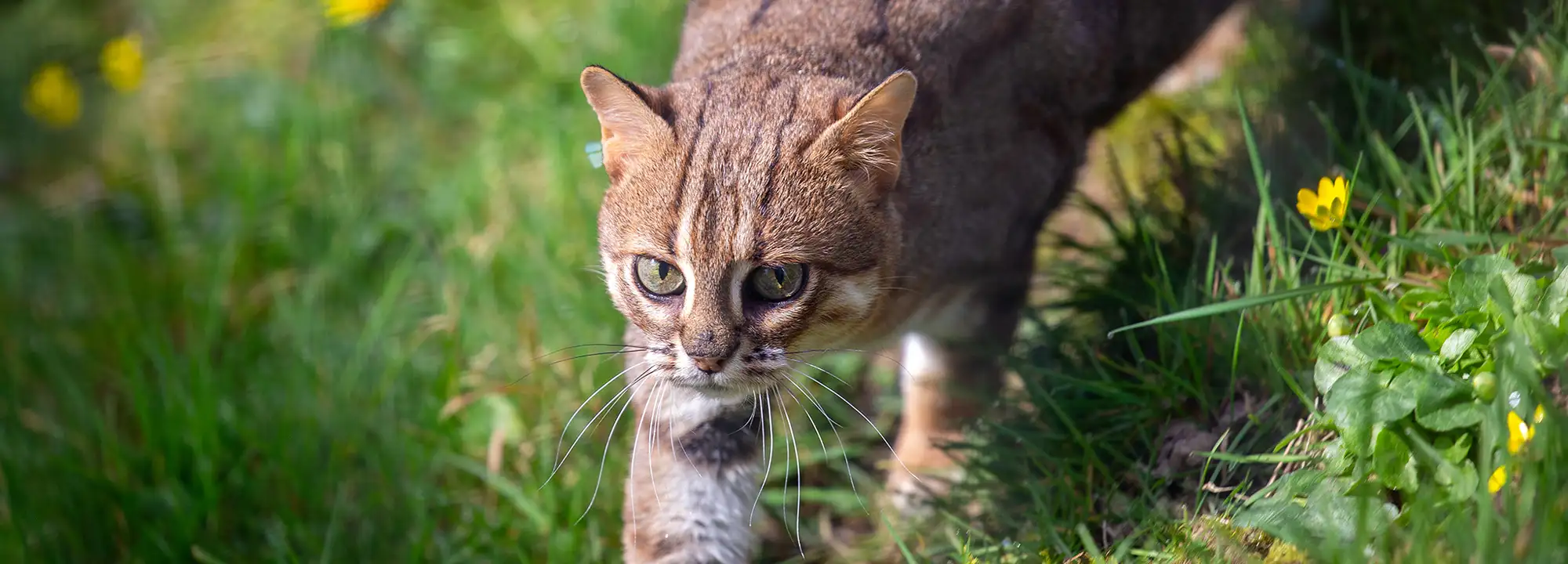 Rusty-spotted Cat