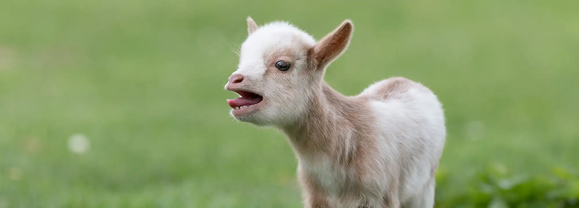 Senegal Dwarf Goat