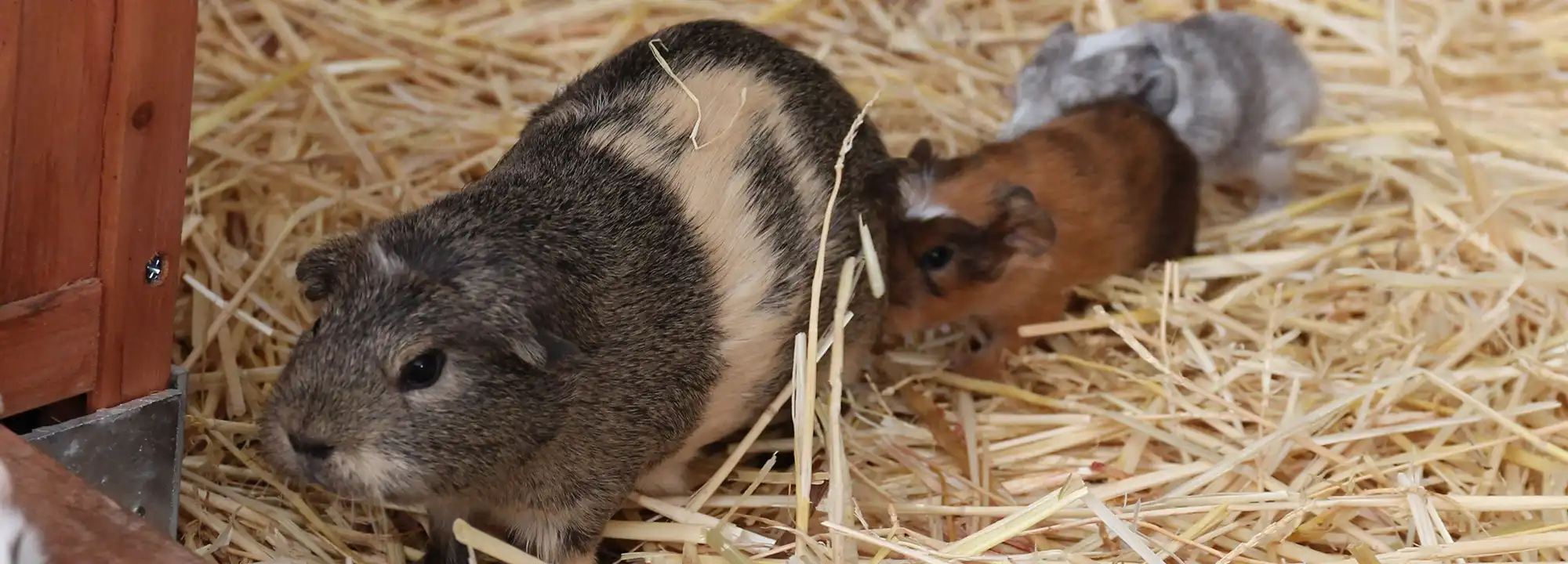 Cochon d’Inde