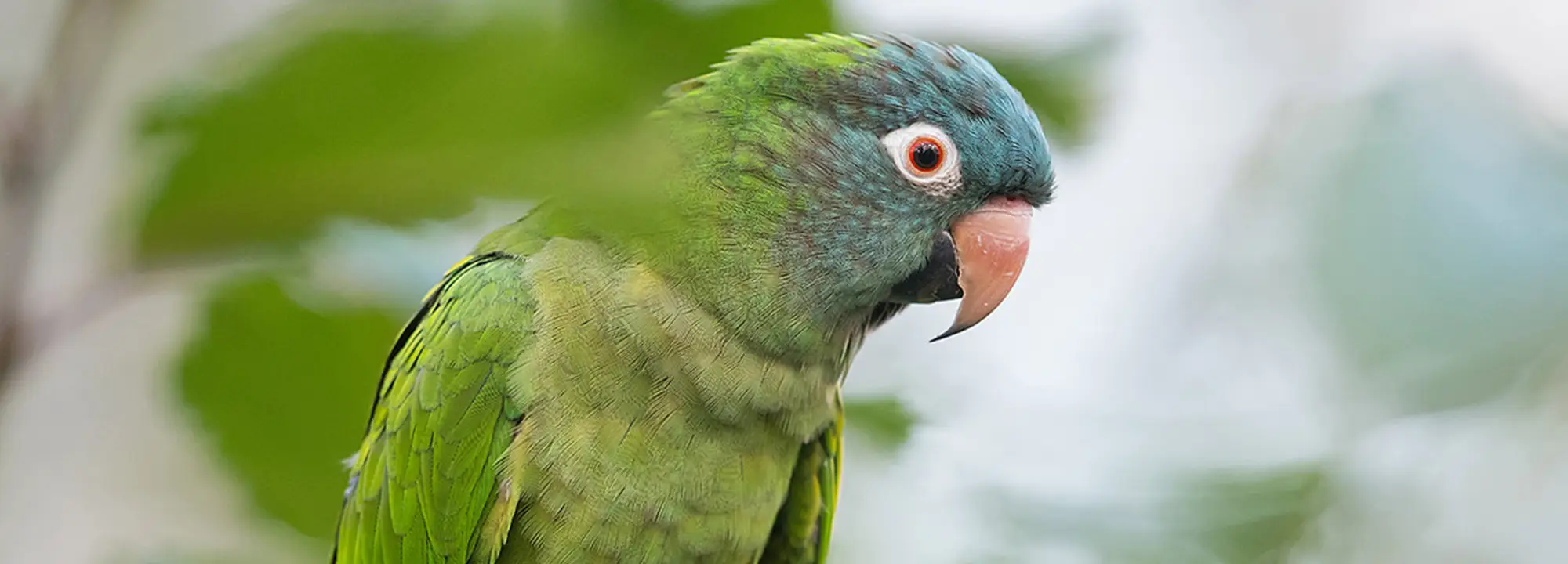 Conure à tête bleue