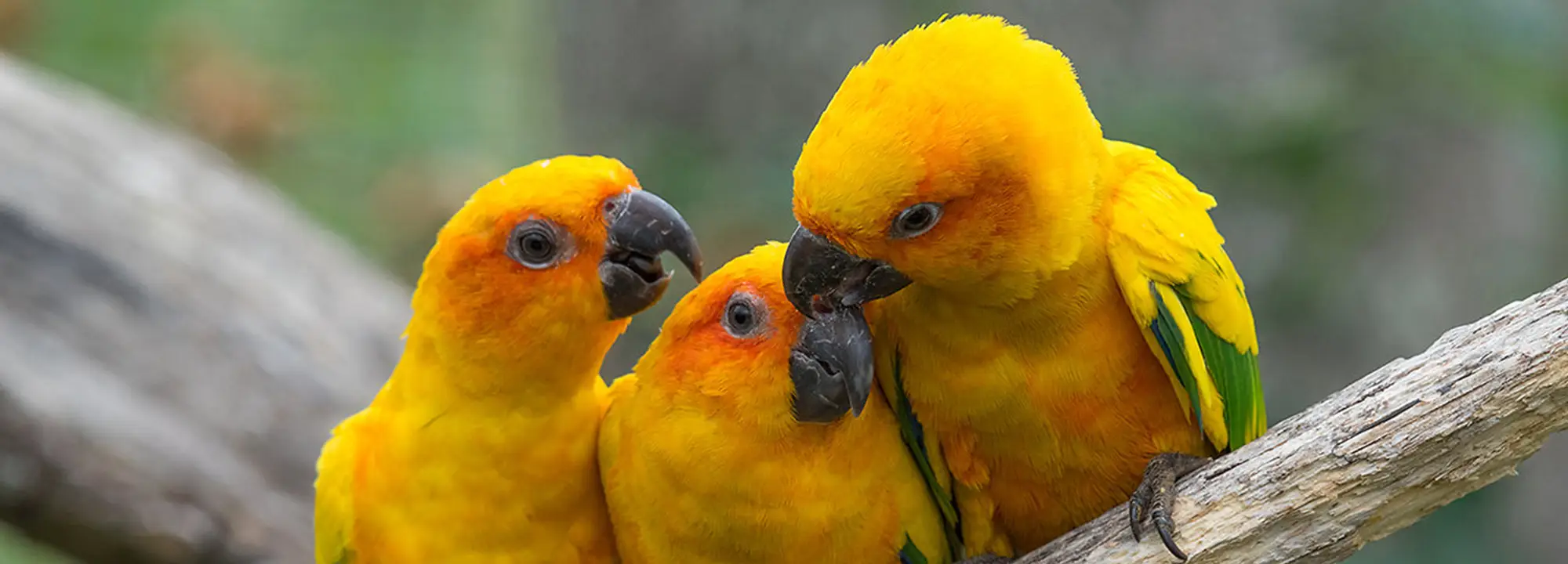 Sun Conure
