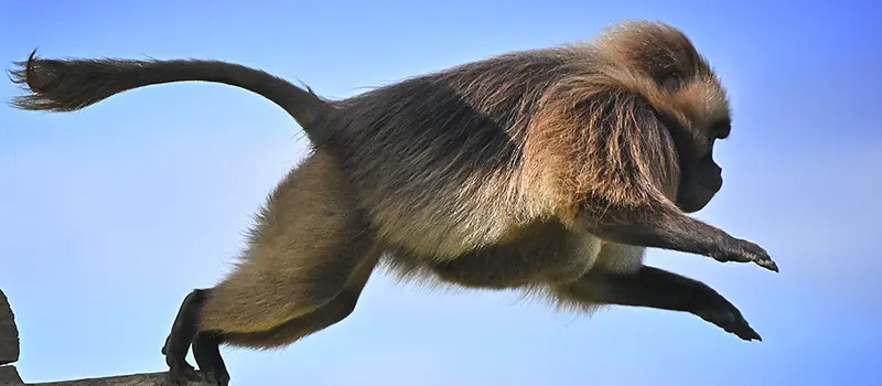 Gelada
