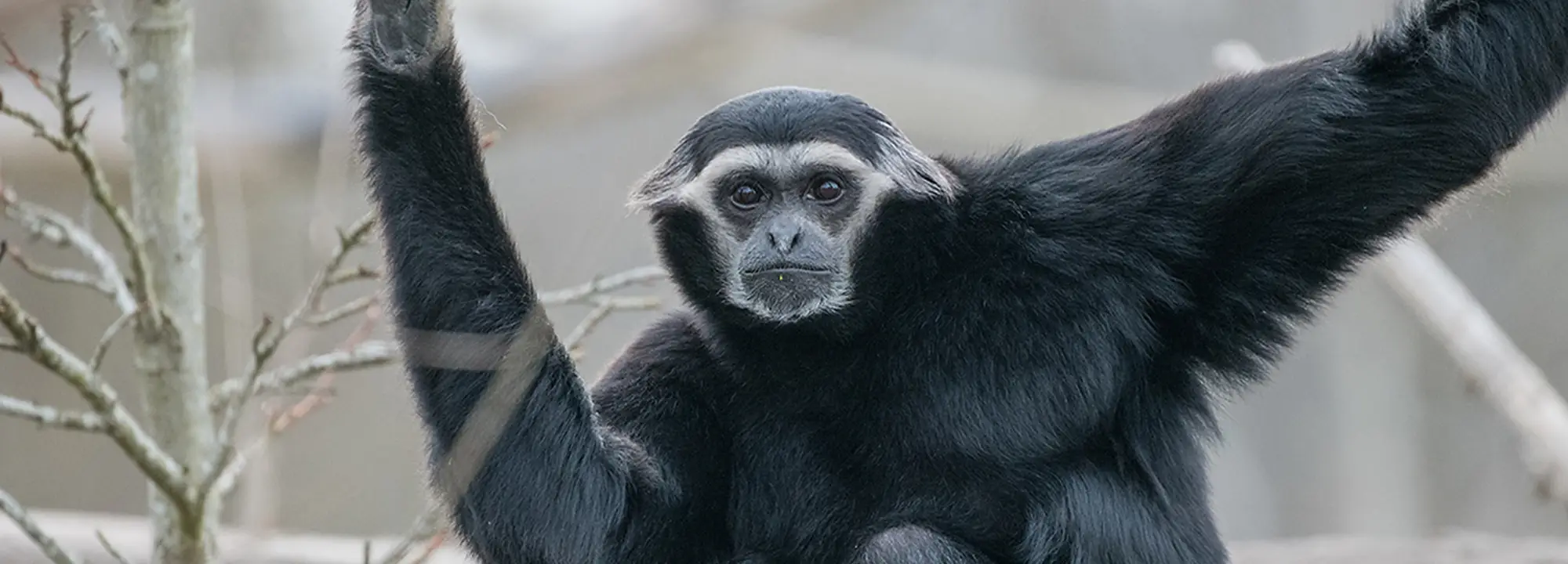 Gibbon à bonnet