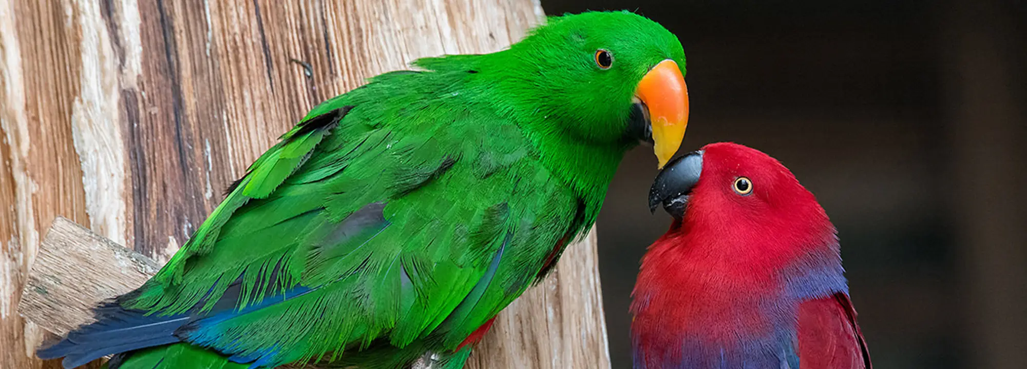 Grand Eclectus