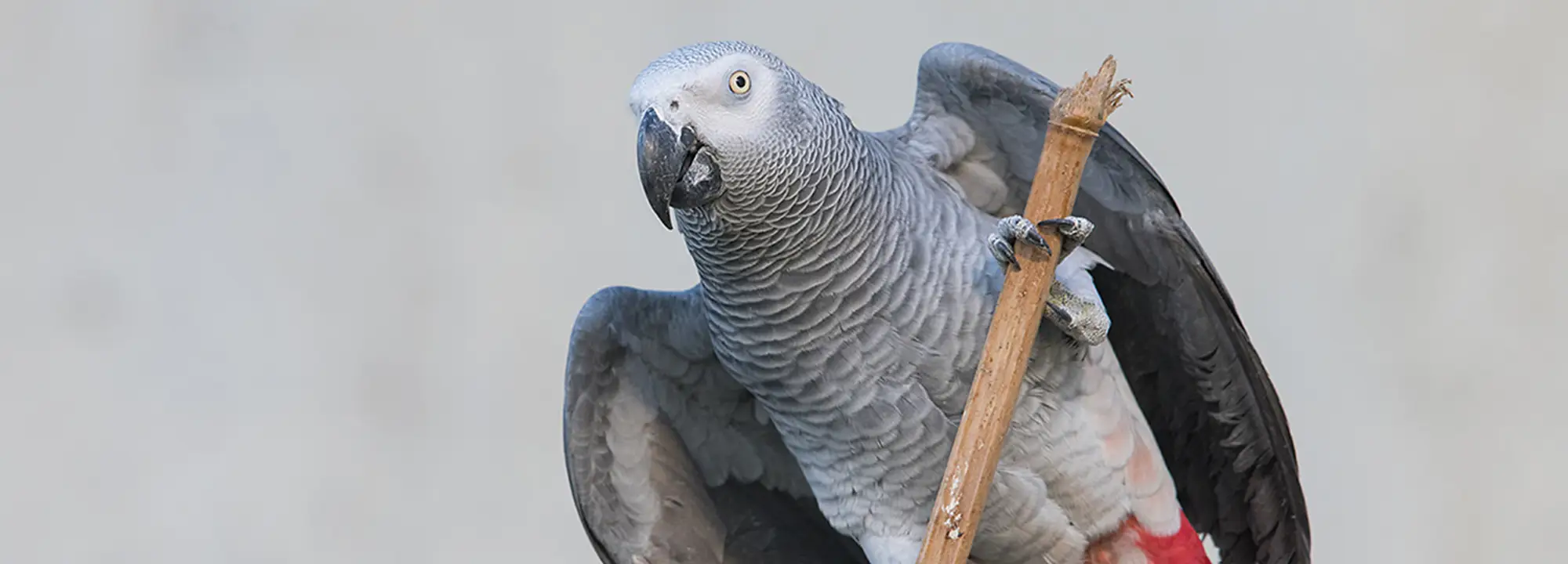 Gris du Gabon