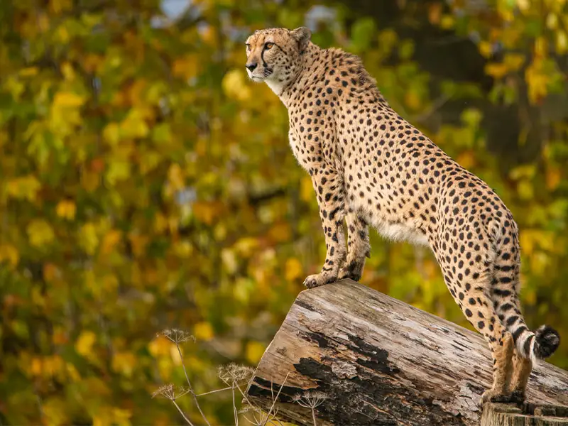 Un guépard se tient sur un tronc d’arbre, avec un arrière-plan de feuillage aux couleurs automnales.