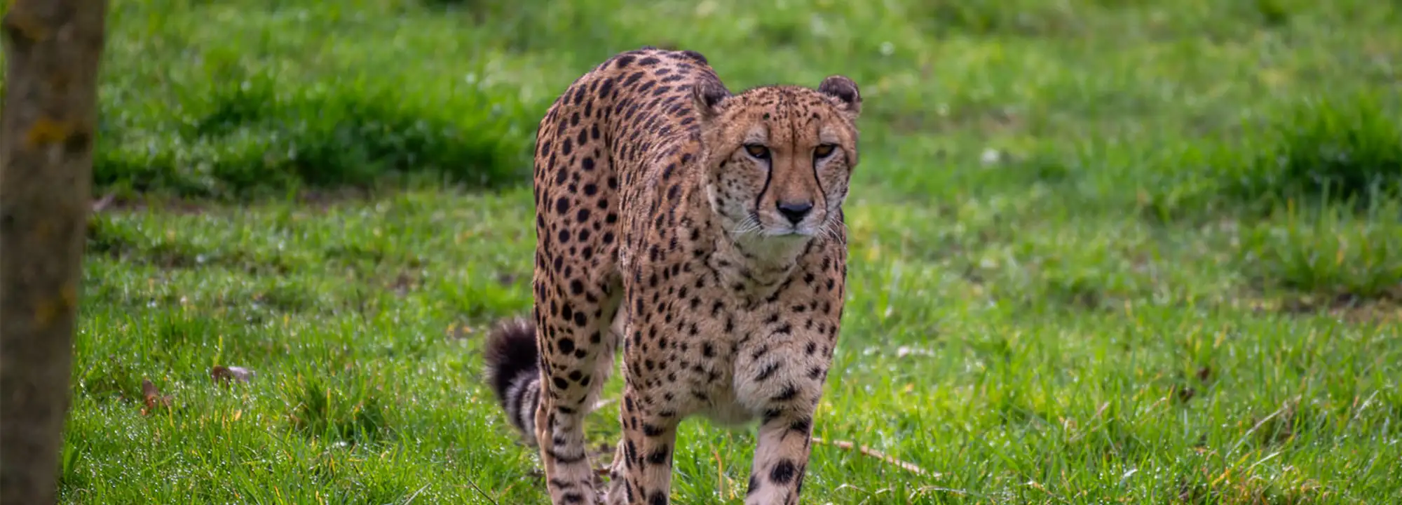 Guépard