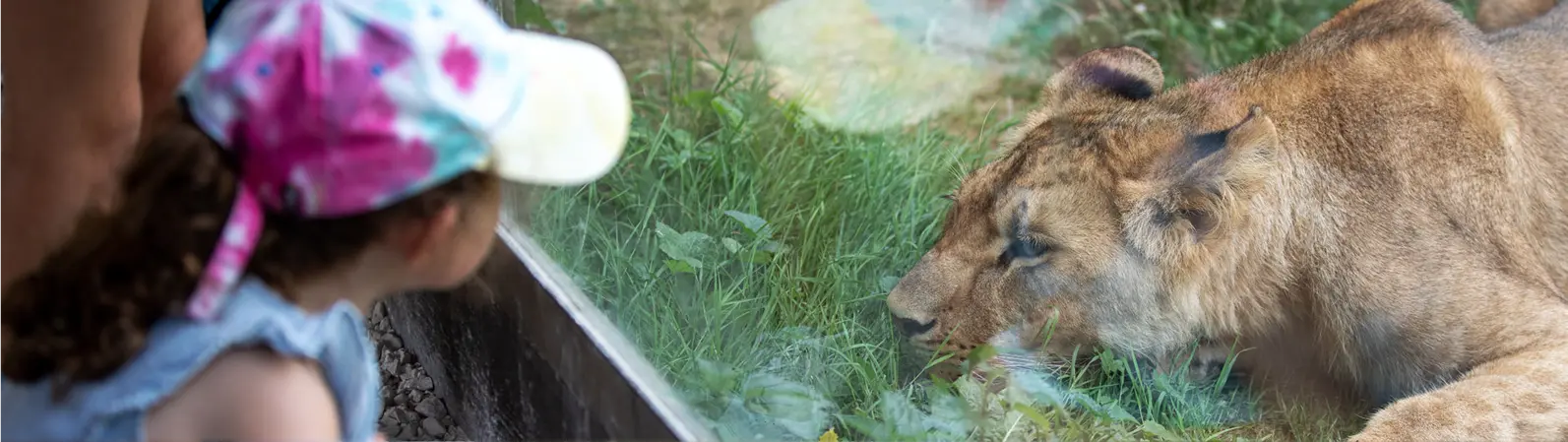Une enfant observe une lionne derrière une vitre au Lumigny Safari Reserve.