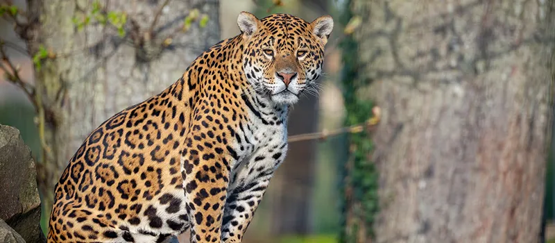 Jaguar observant son environnement dans un espace boisé
