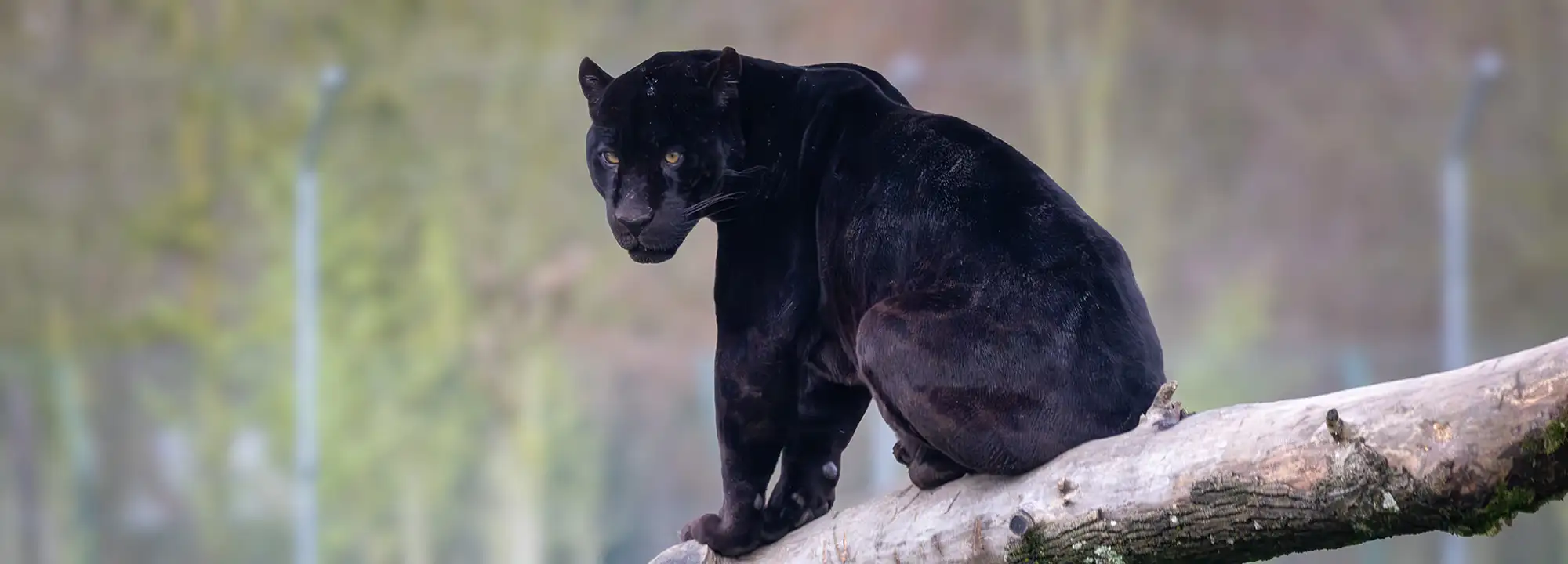 Jaguar noir
