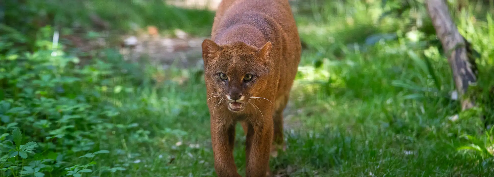 Jaguarondi