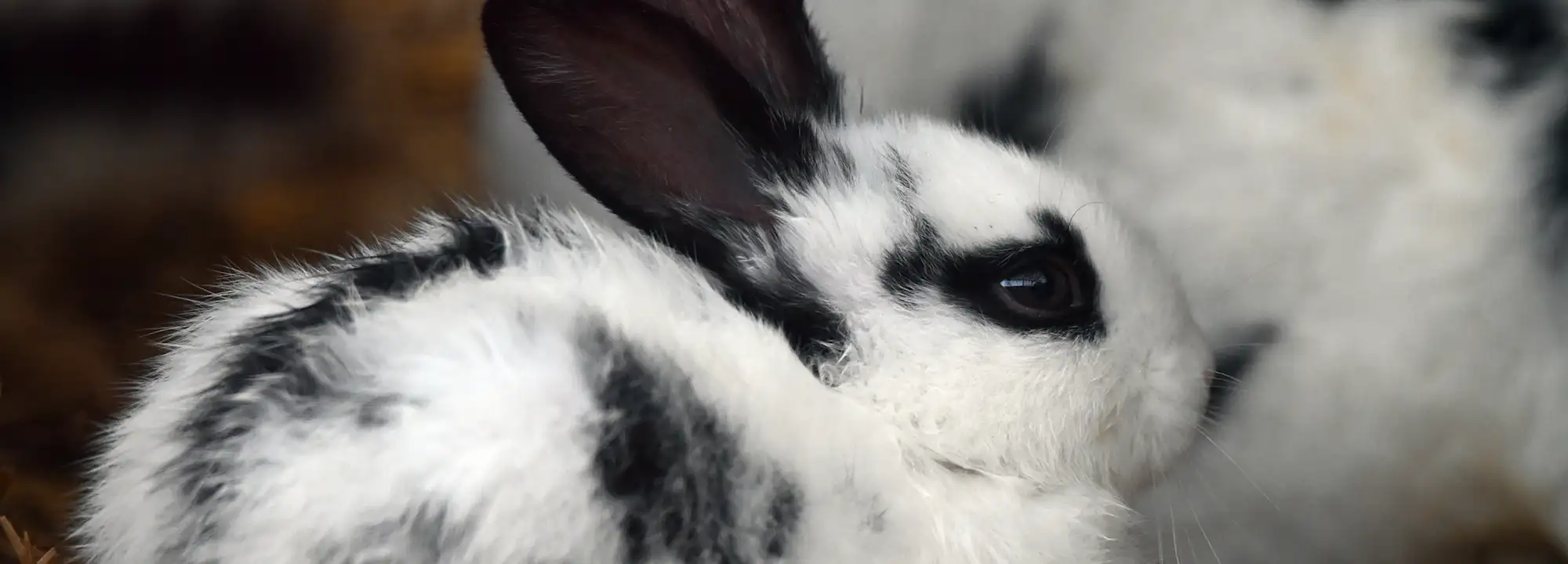 Lapin papillon