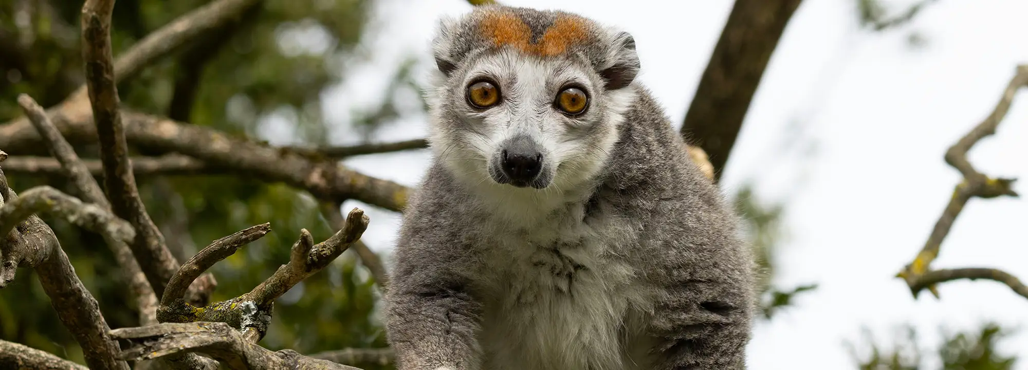 Crowned Lemur