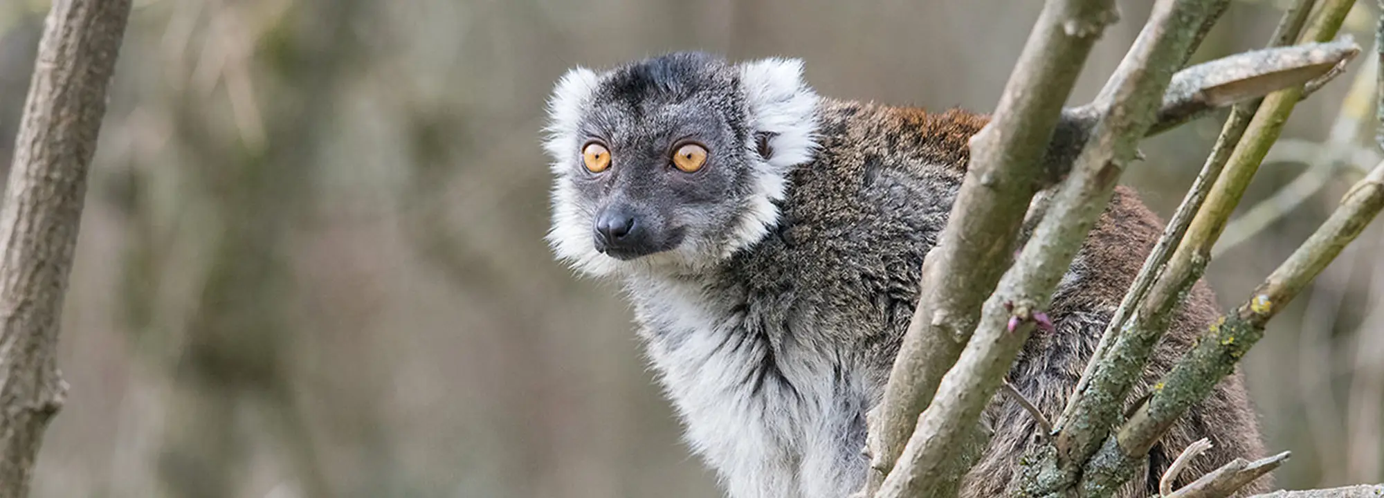 Lémur macaco