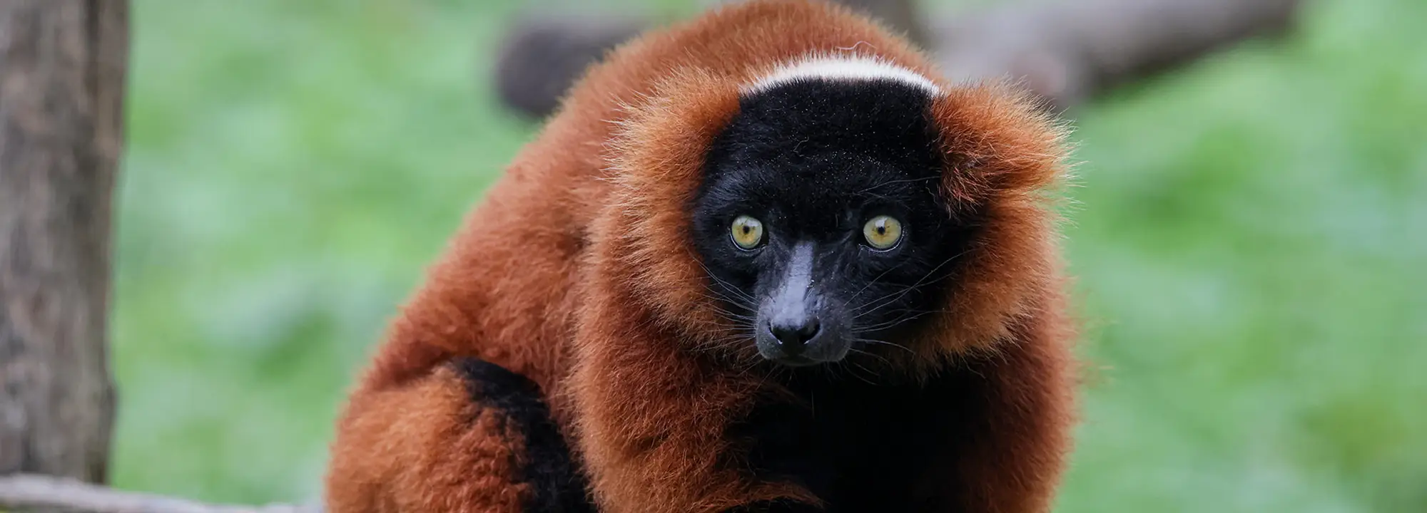 Red-ruffed Lemur