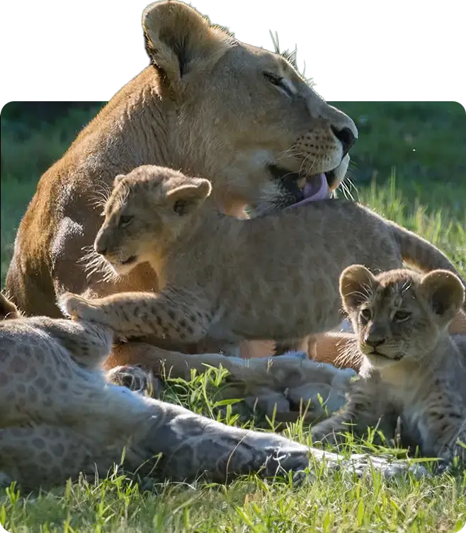 Lionne avec ses lionceaux dans l’herbe
